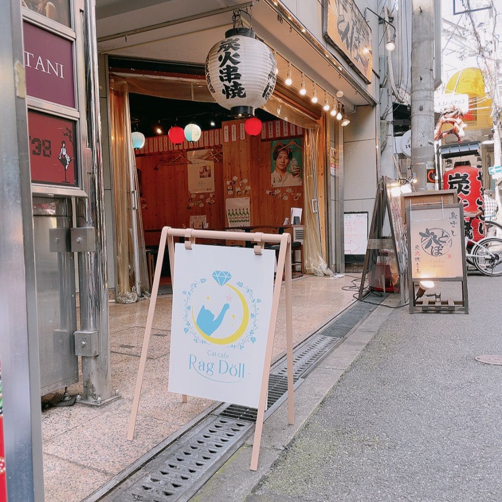猫Cafe RagDoll