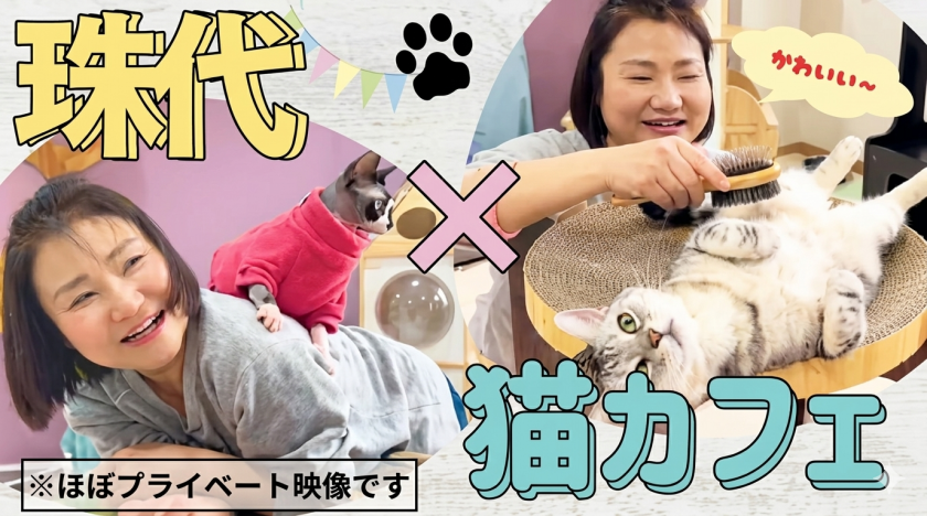 猫Cafe RagDoll photo 4