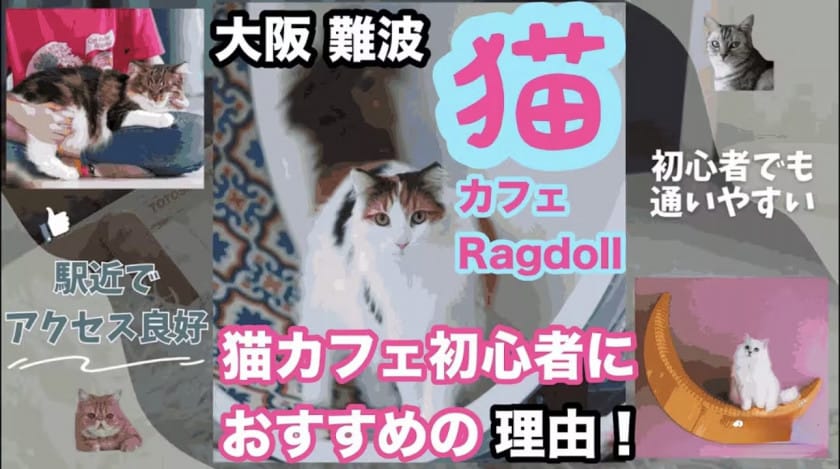 猫Cafe RagDoll photo 3