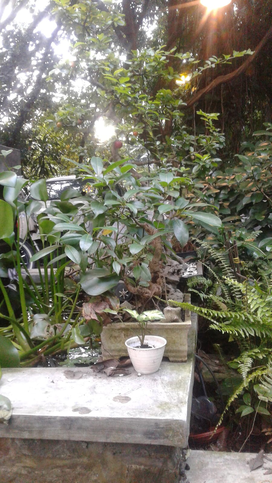 Sonoma Cafe photo 3