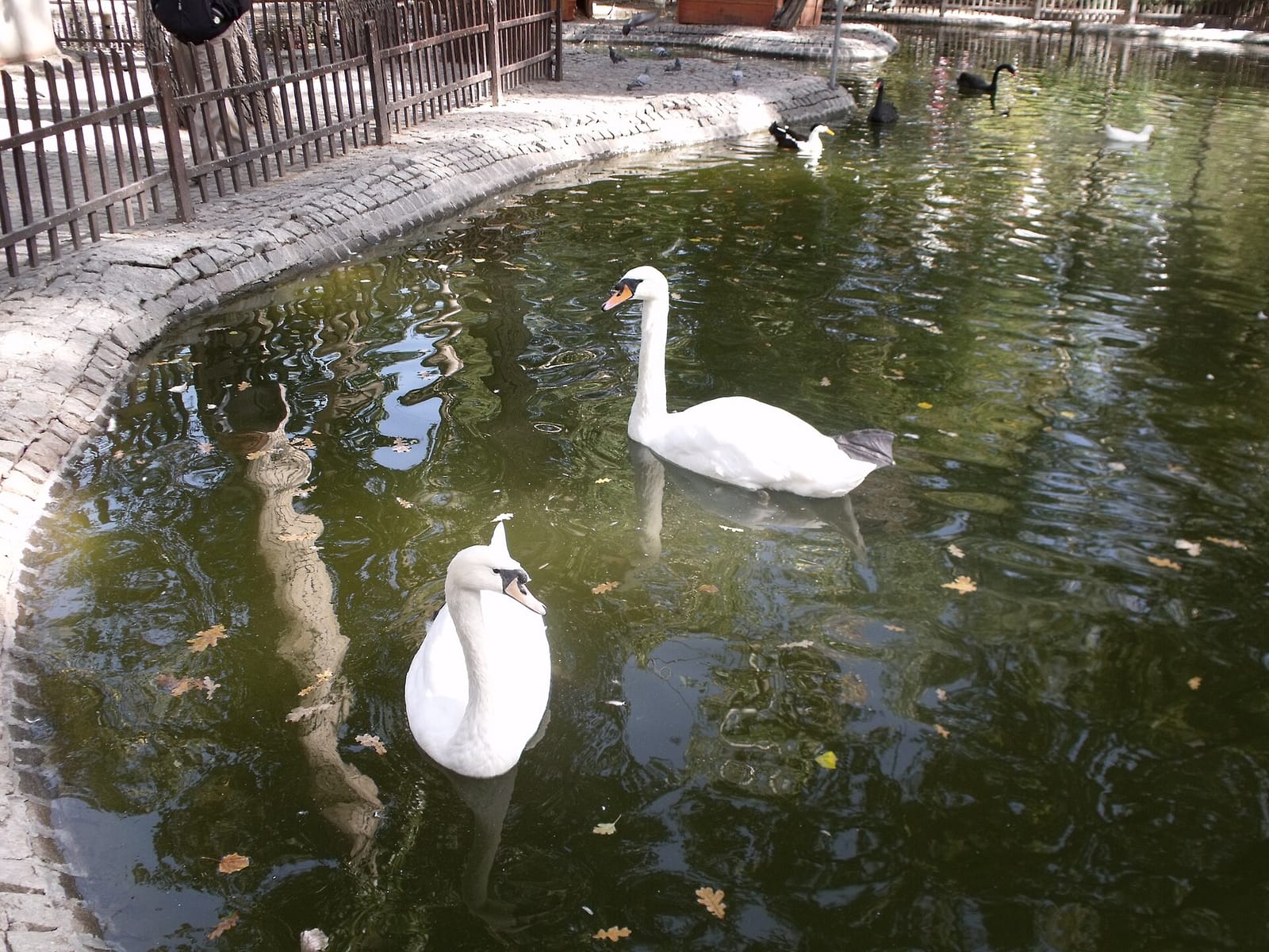 Kuğulupark Restaurant & Cafe photo 2