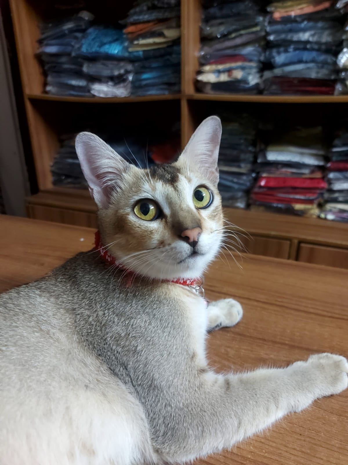 Cintu's Pet Fostering Home