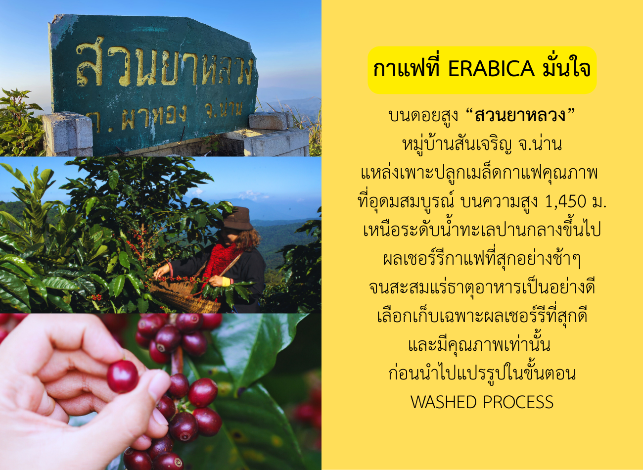 Erabica Coffee BKK (เอราบิก้า คอฟฟี่ กทม.) photo 2