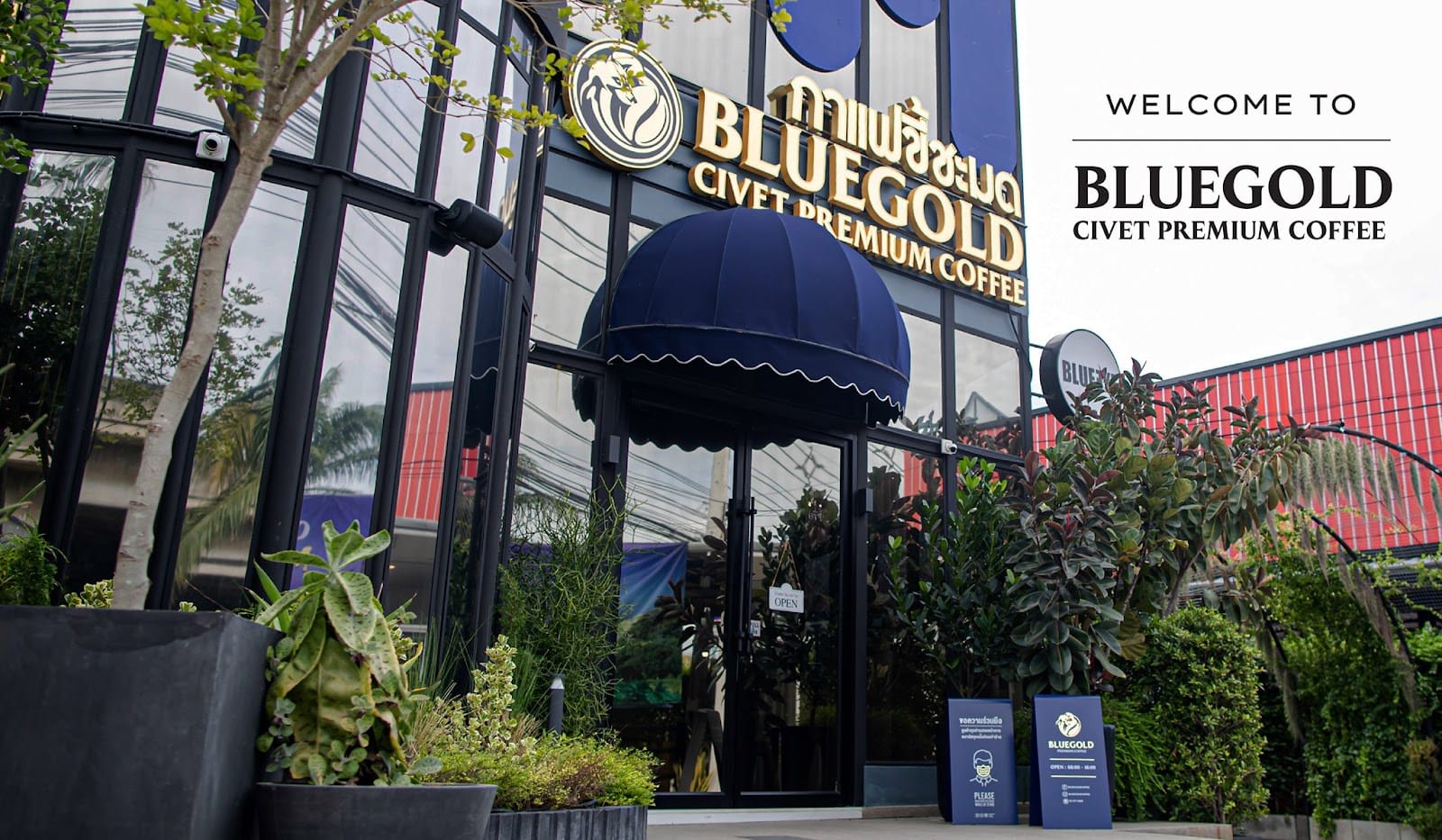 กาแฟขี้ชะมด BlueGold Coffee.