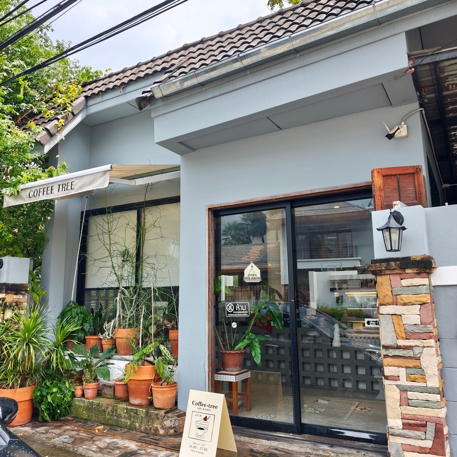 Coffee Tree