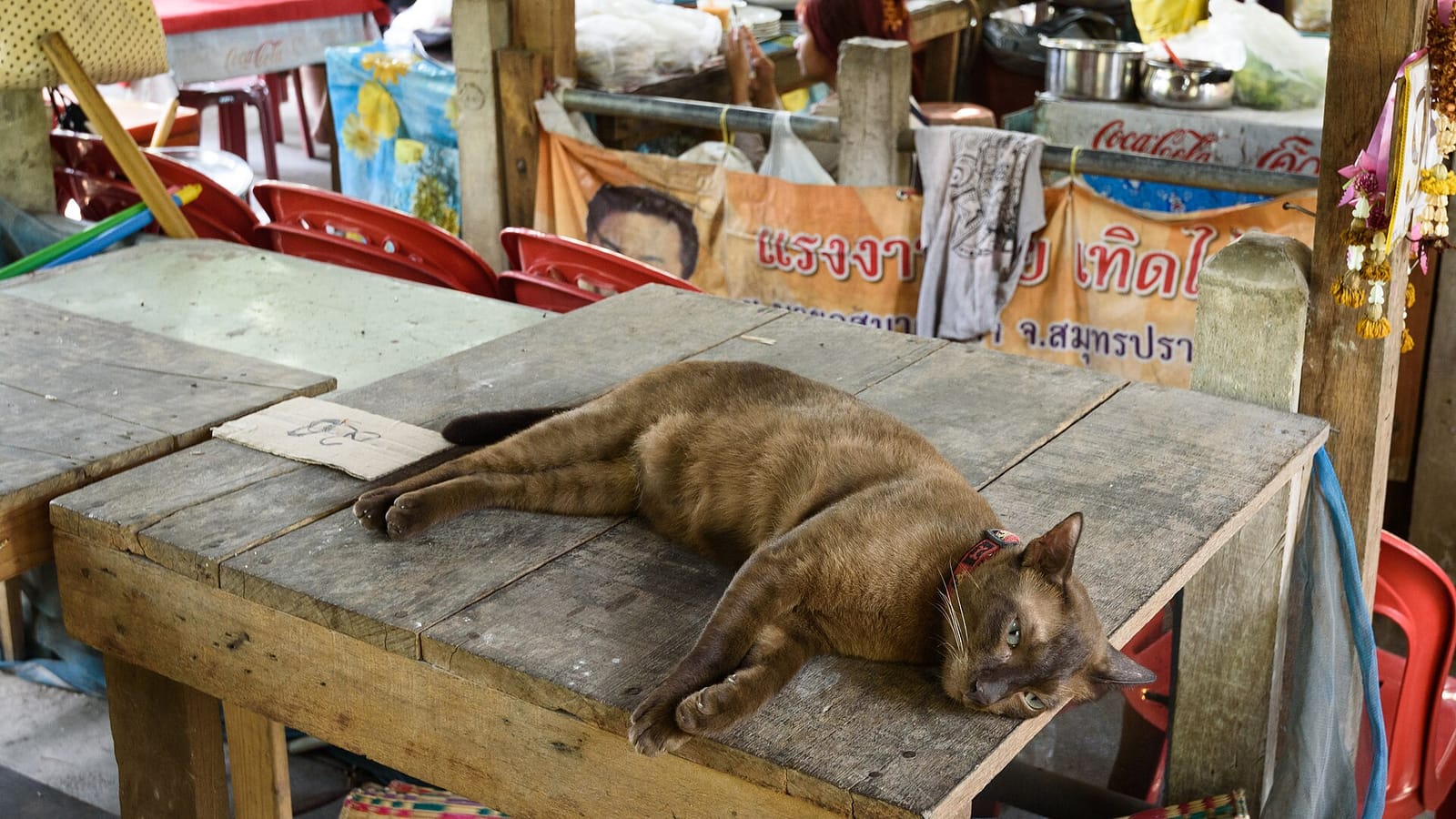 Bee Happy Cafe at Bangnamphueng floating market photo 3