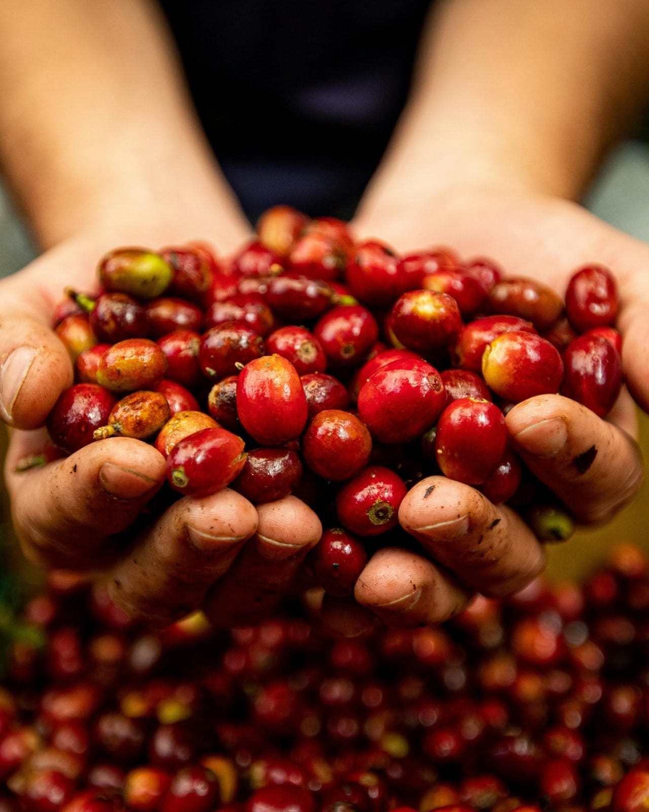 Shiok Coffee Roasters photo 5