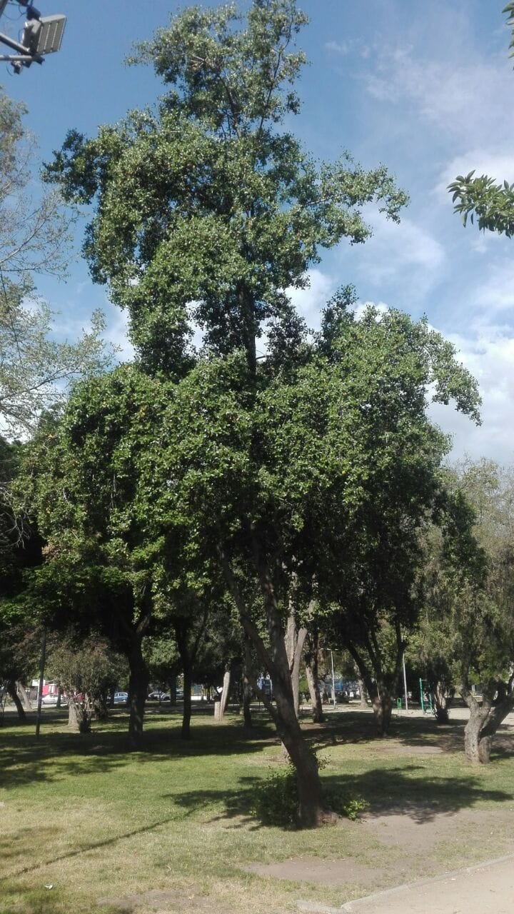 Cafe del Barrio, puente alto photo 2