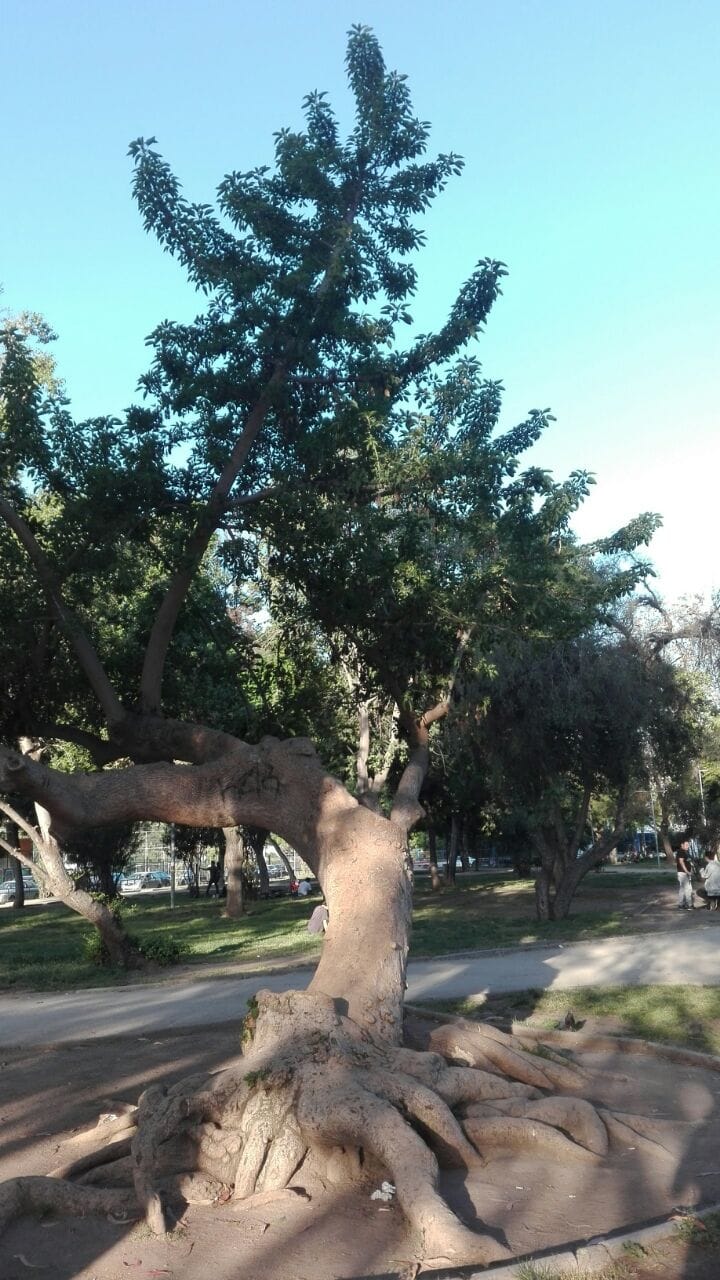 Cafe del Barrio, puente alto photo 3