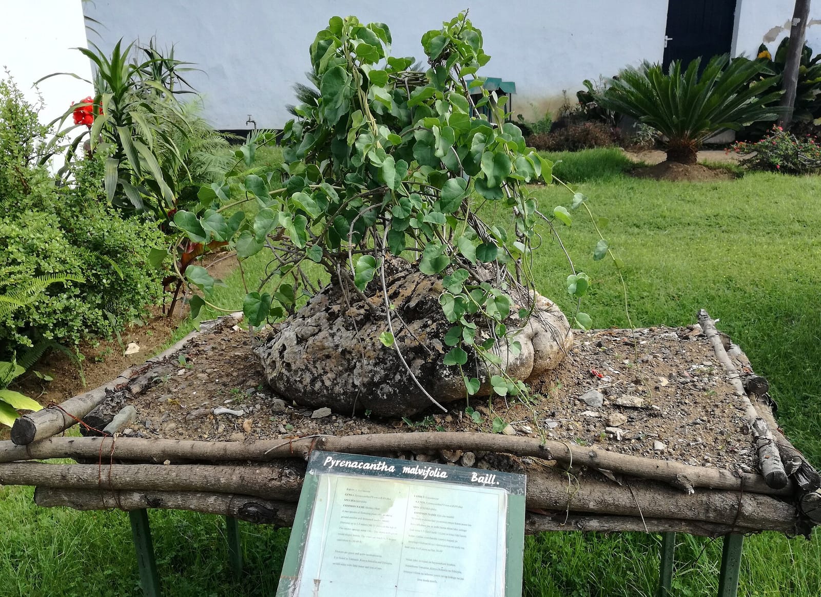 Guruguru Café photo 5