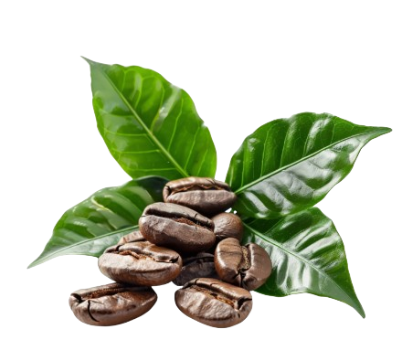 Darik Coffee - Bole Ethiopia photo 4