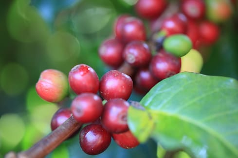 Sun Tin Shing Coffee Co photo 2