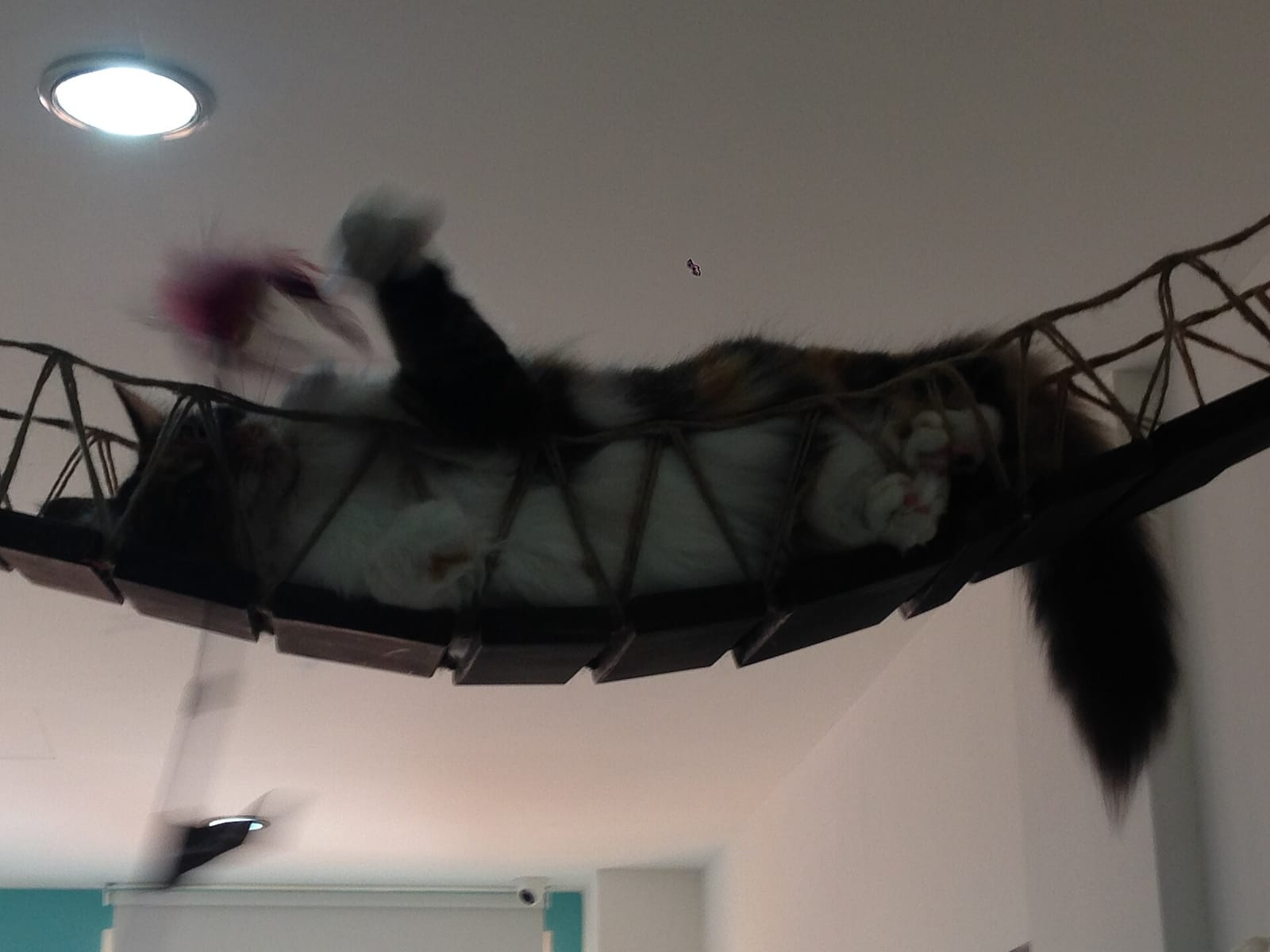 Pinhole Coffee Bar (Purvis) photo 3