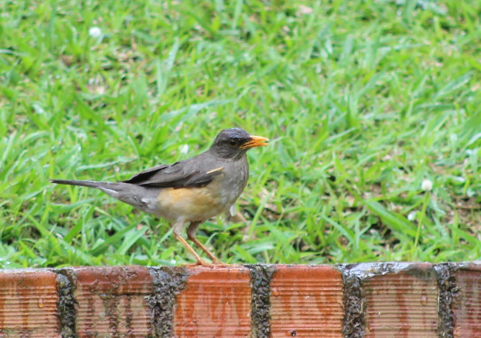 Ivoryy Uganda photo 2