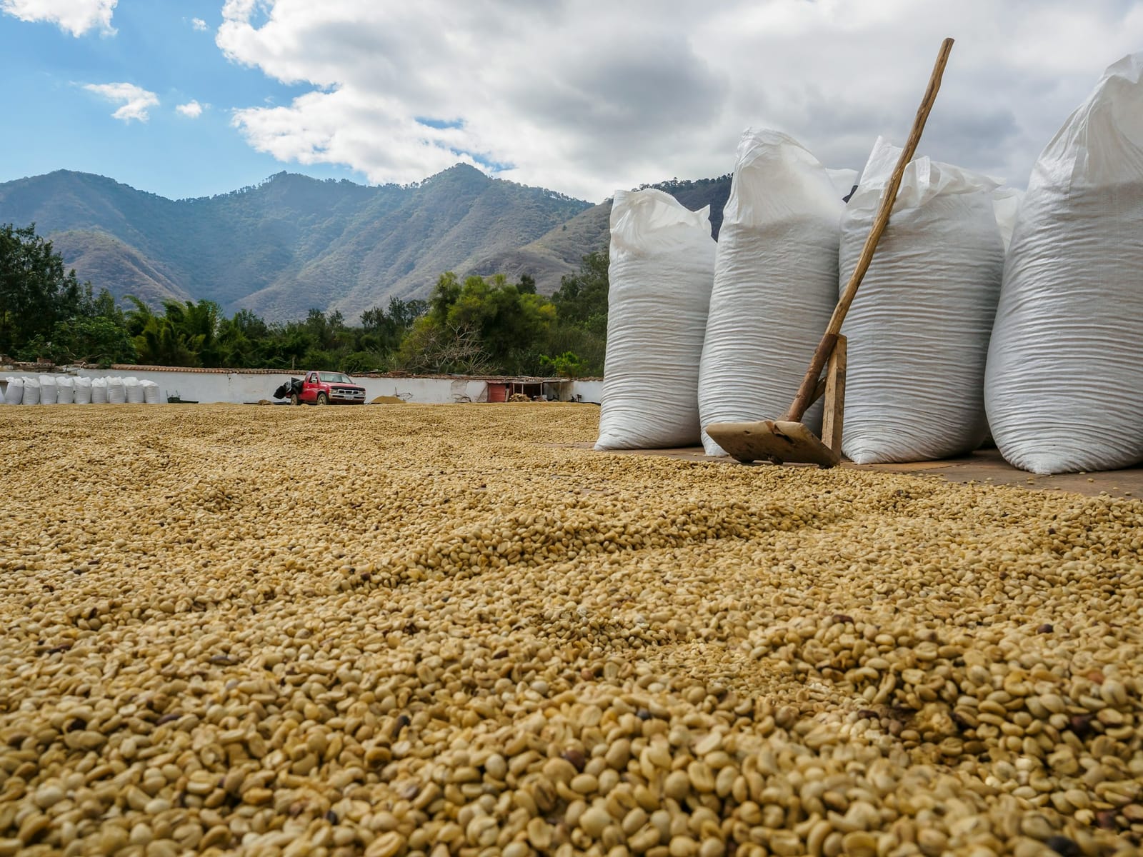 MAZAJ COFFEE ROASTERS UGANDA photo 7