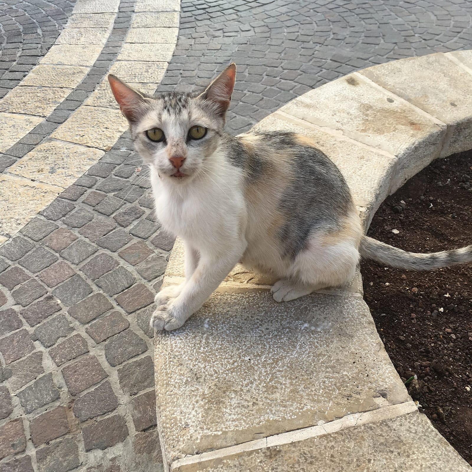 Cafe Basimta photo 3