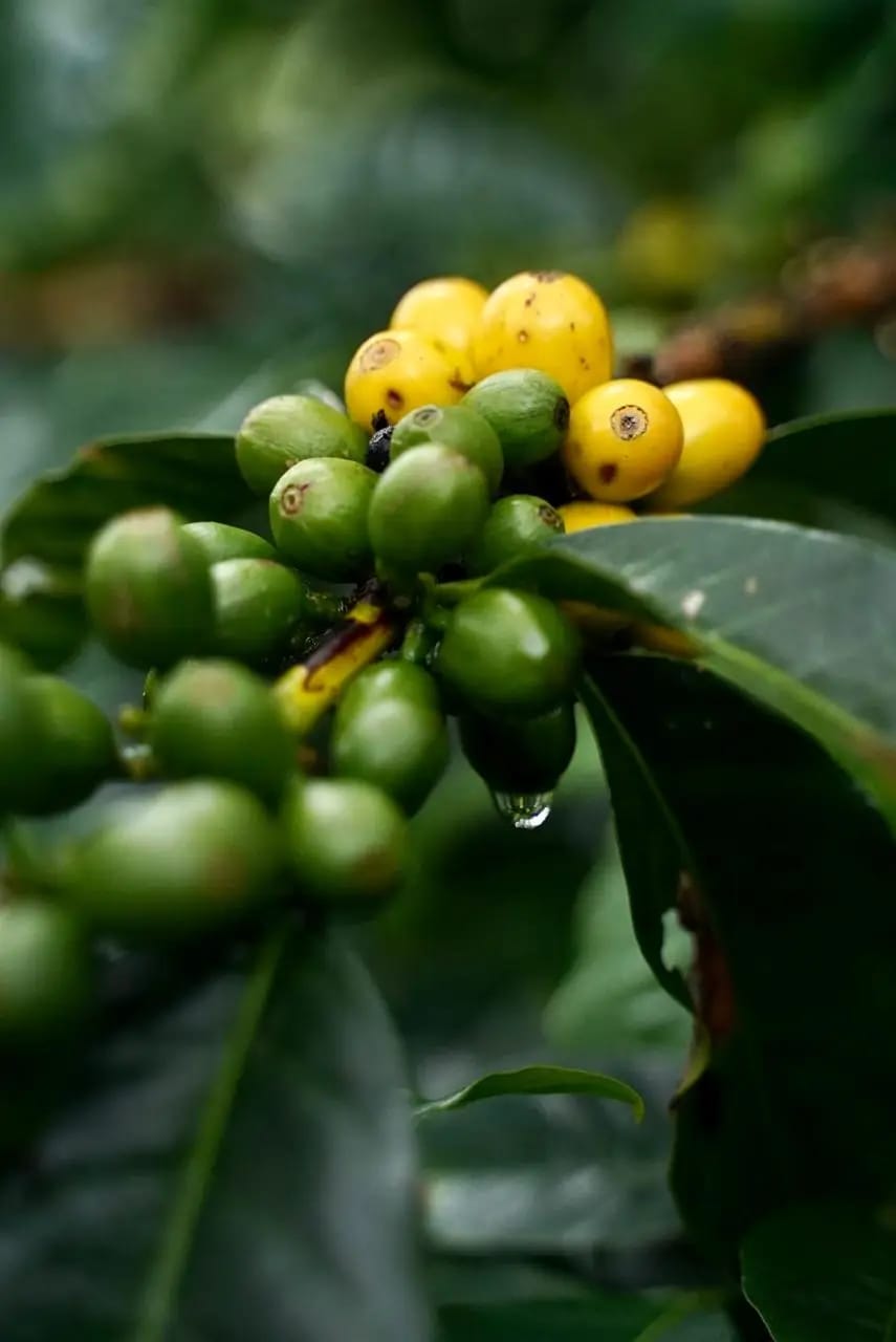 COFFEE RELIEF - Specialty Coffee Shop & Roasters - Café de especialidad photo 3