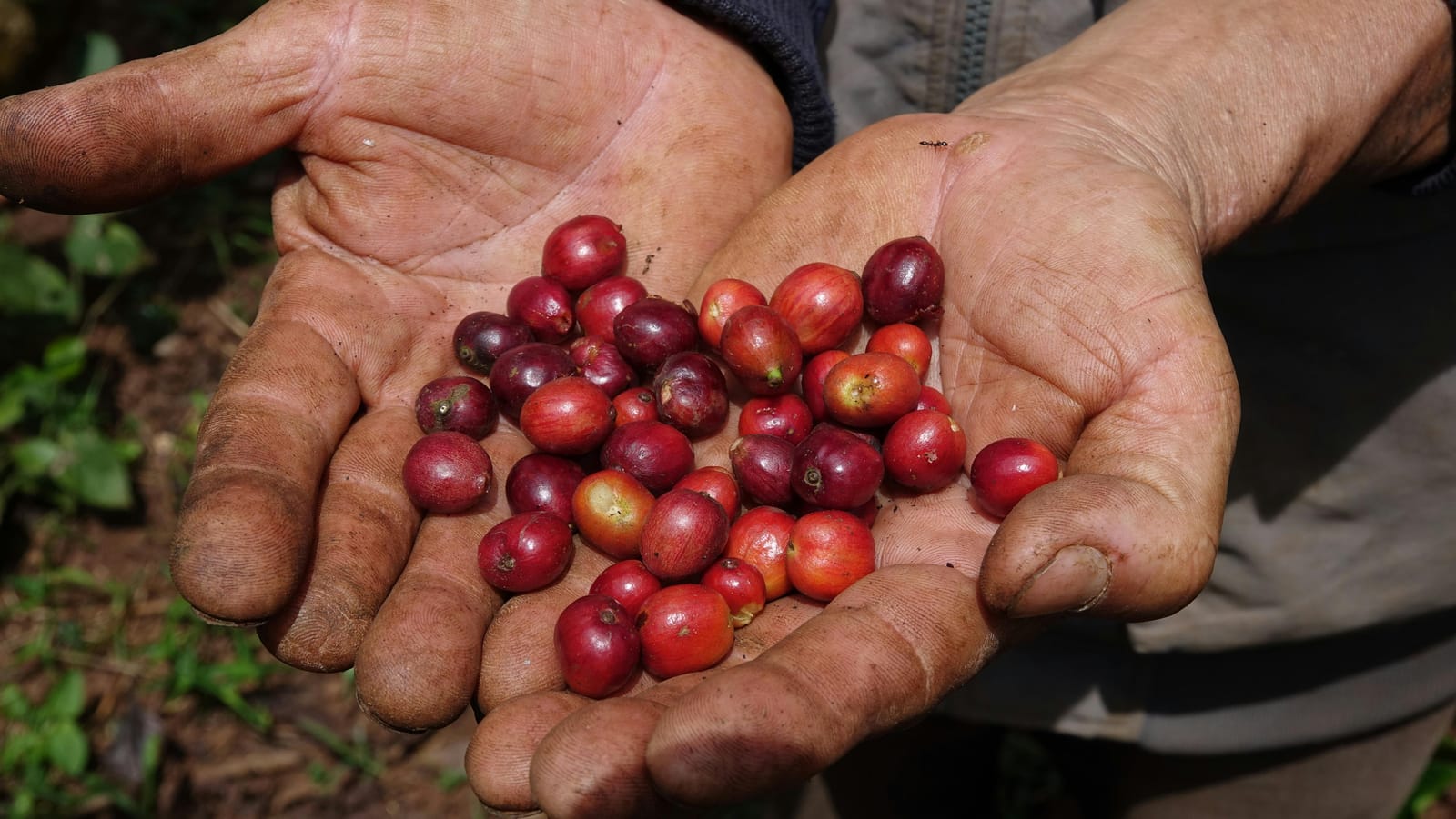 Pokhara Coffee Roastery photo 5