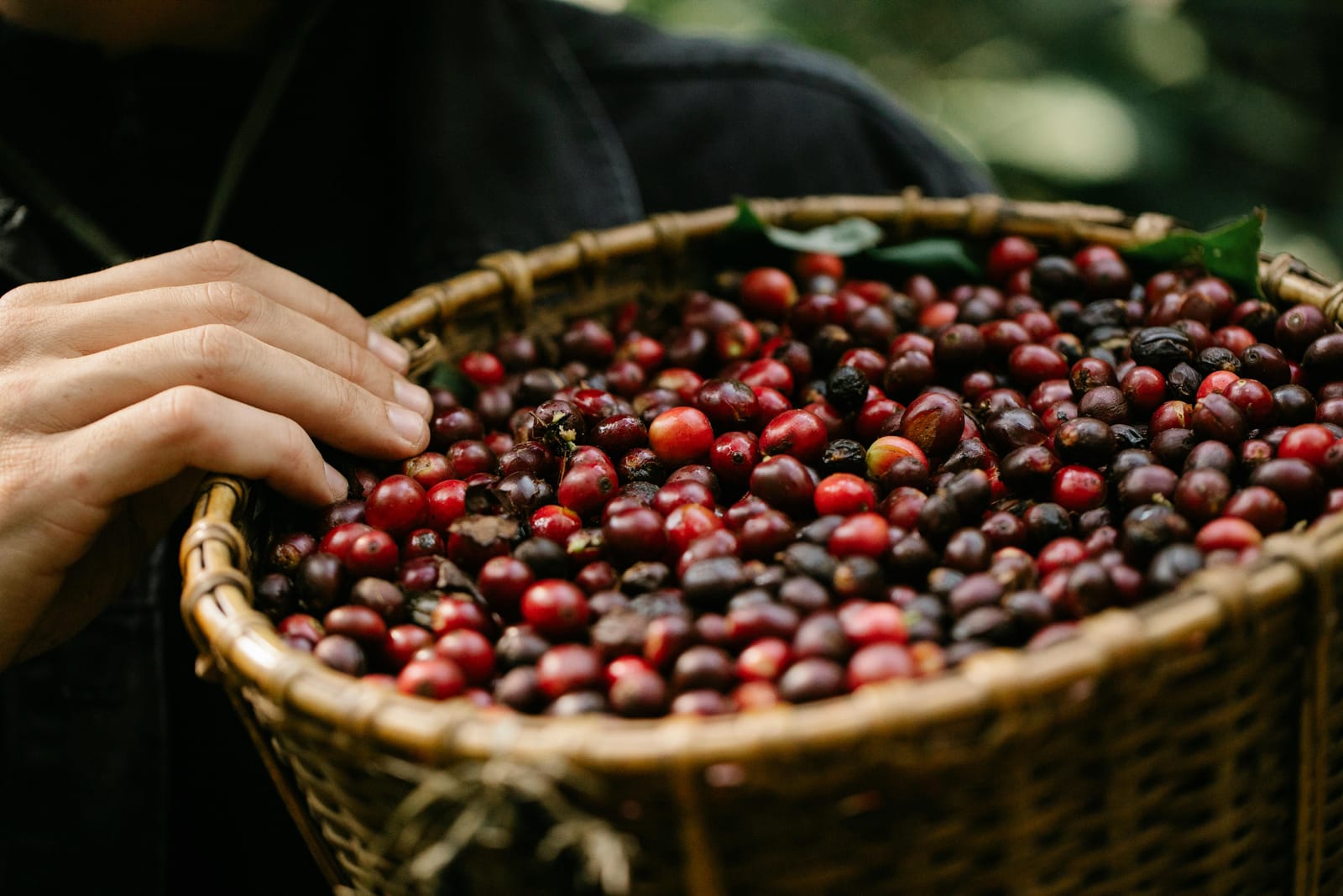 Pokhara Coffee Roastery photo 4