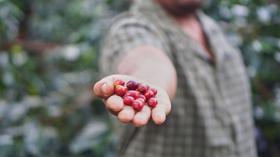 Hazel Origin Coffee photo 2