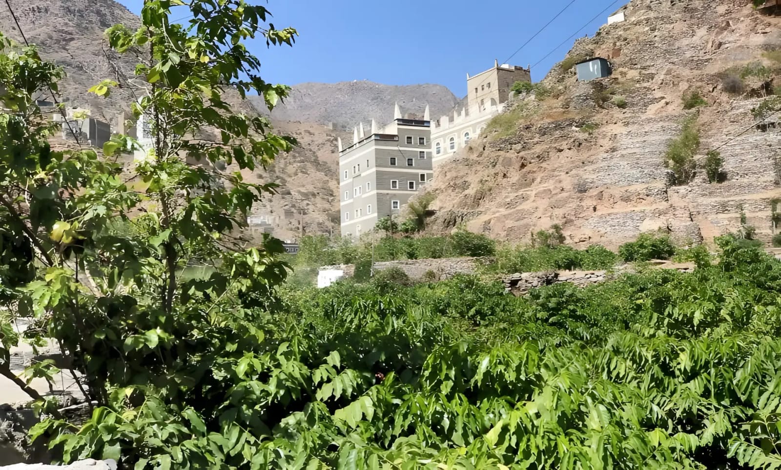 جولدن يافع كوفي Yafa Golden coffee photo 2