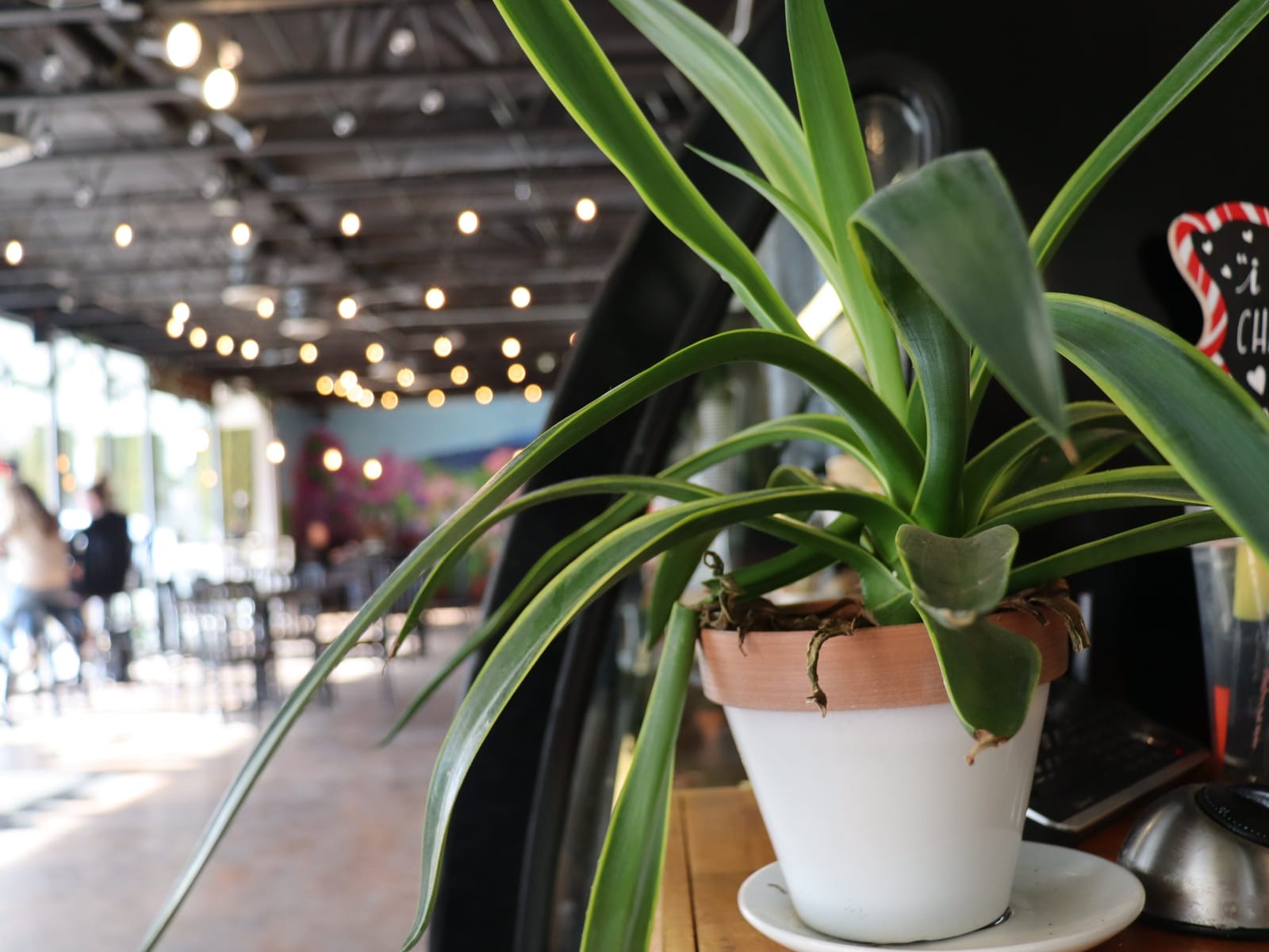 Little Garden Cafe photo 2