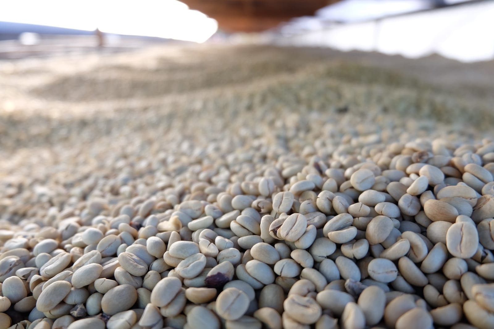 Terrone & Co. coffee roasters photo 8