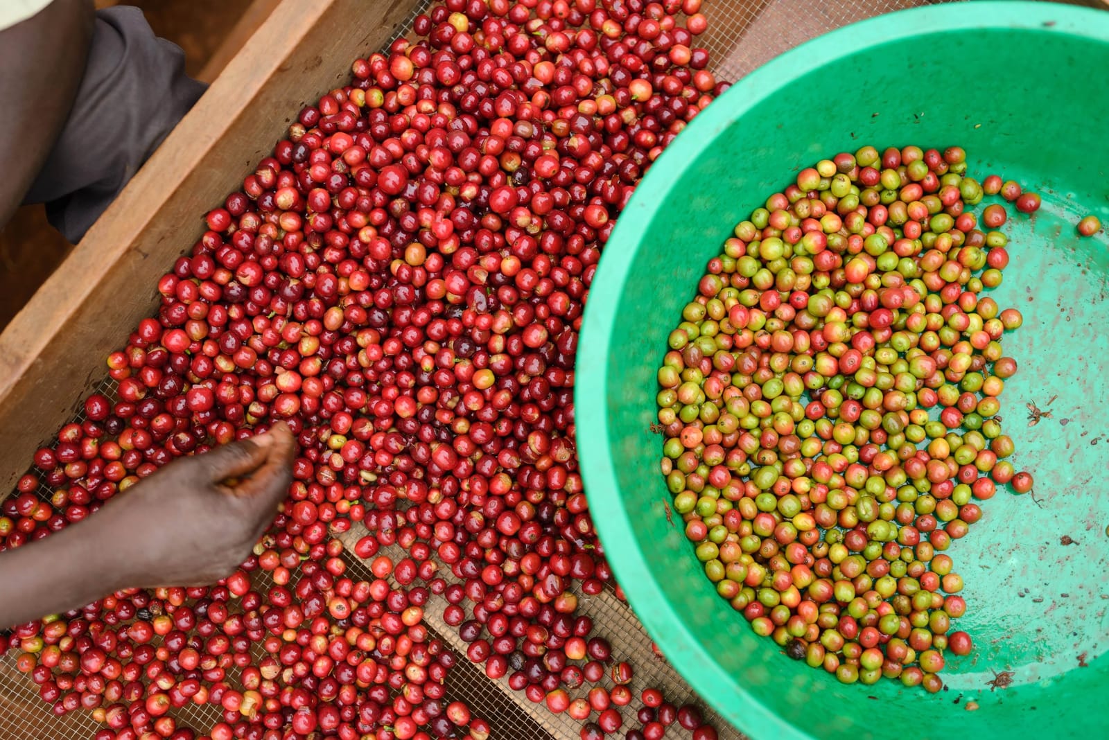 Terrone & Co. coffee roasters photo 4