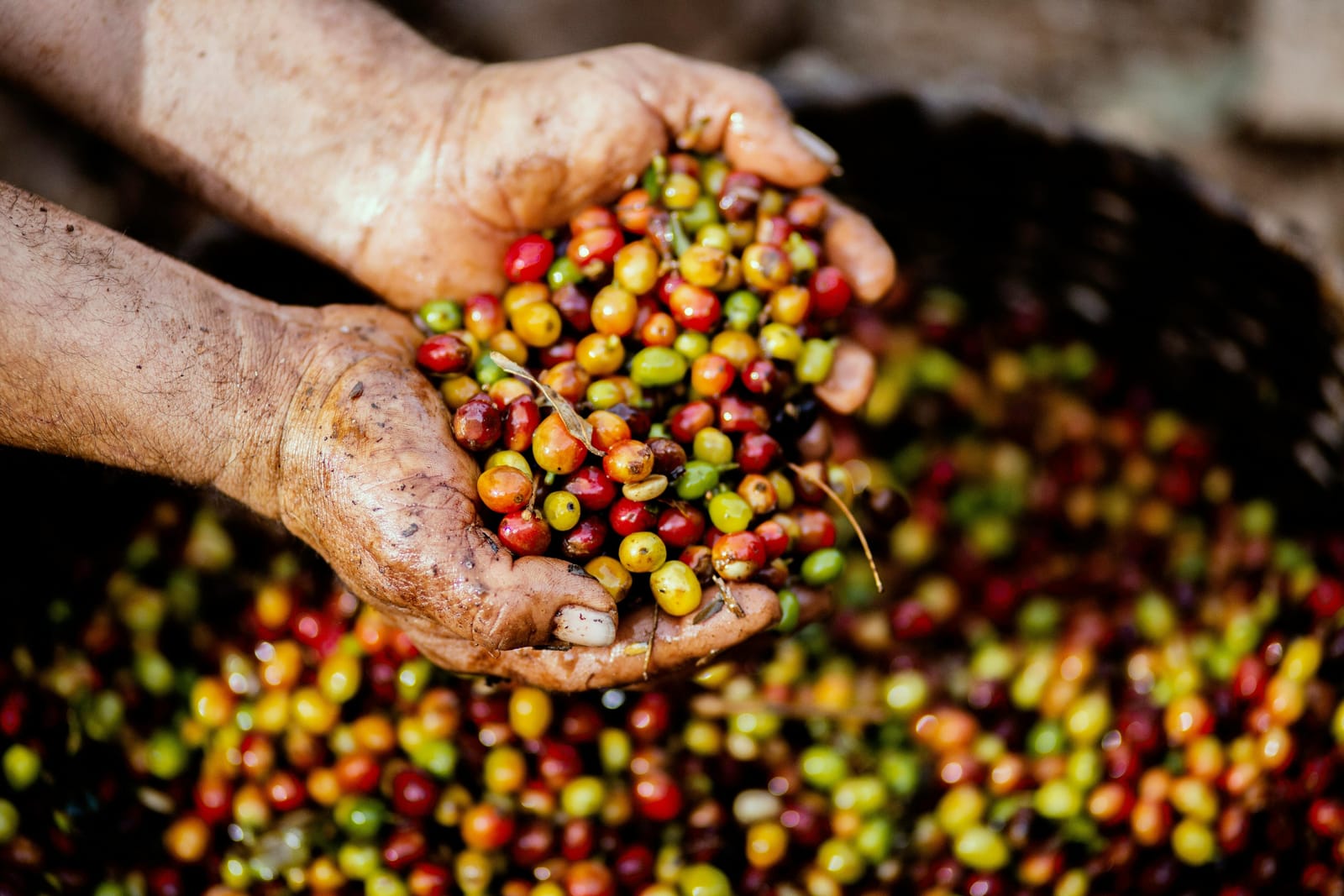 London Coffee Roasters photo 4