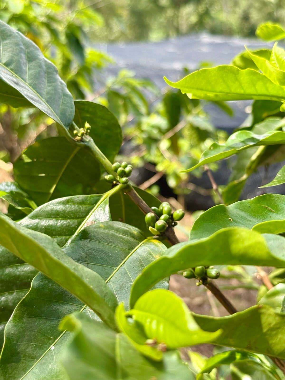 badda bean coffee co photo 6