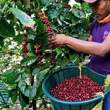 Sloan Coffee Roasting photo 5