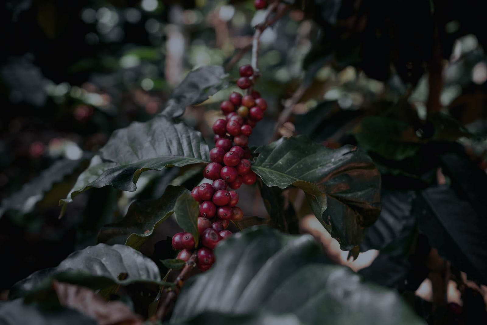Academy at Coffee Project NY photo 6