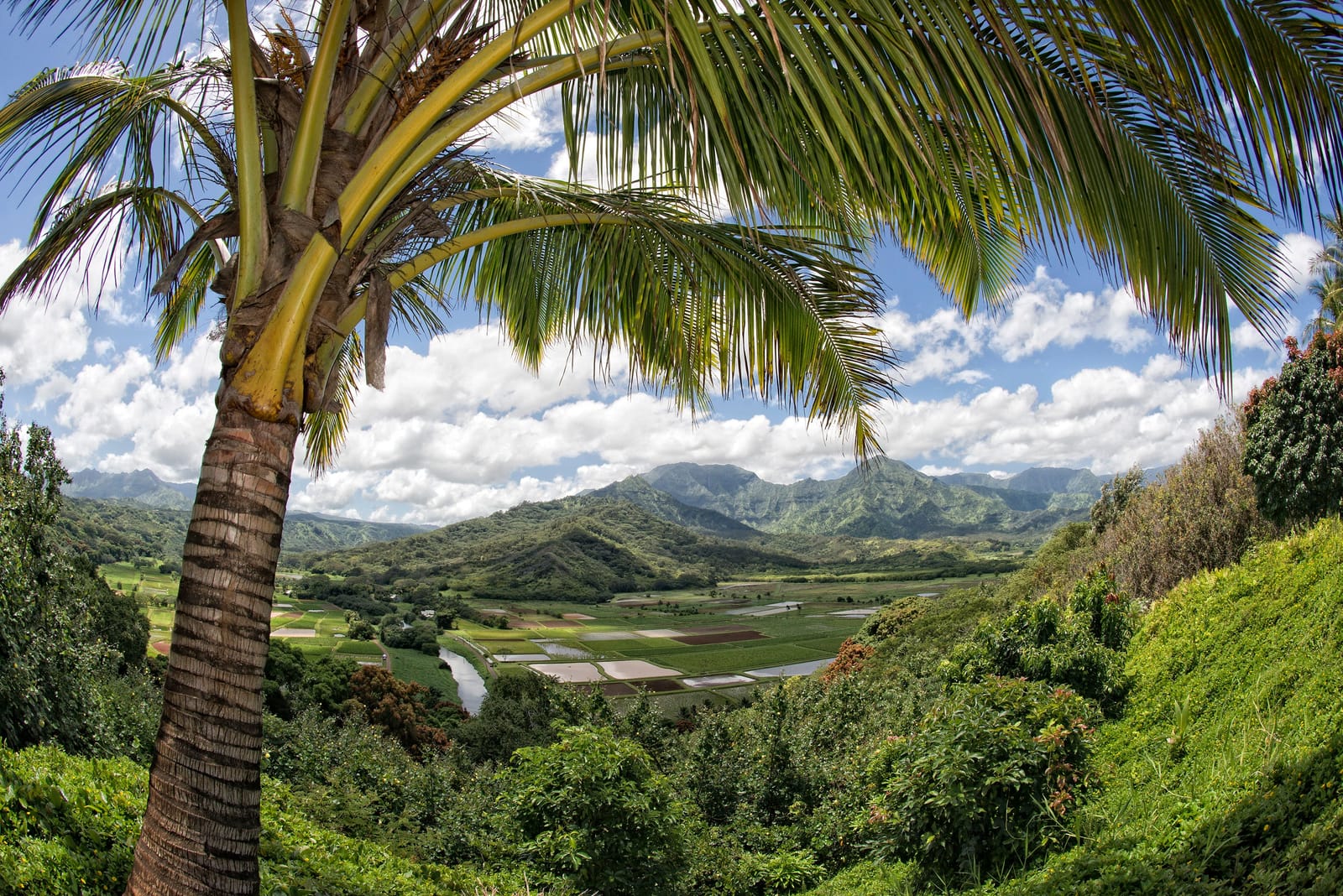 Kona Coffee Roasters photo 7