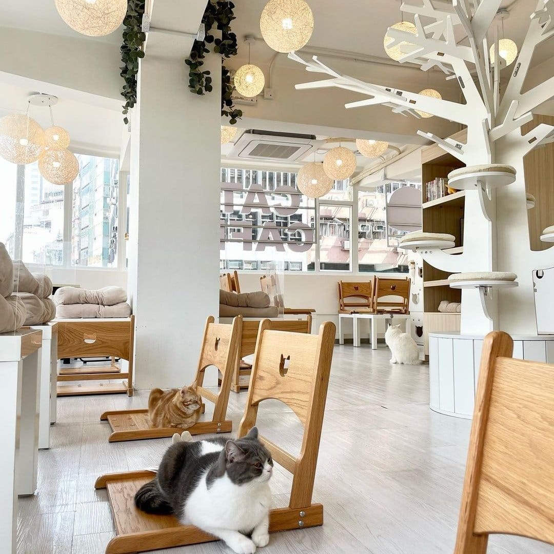 Cats Tea Room Mong Kok photo 2