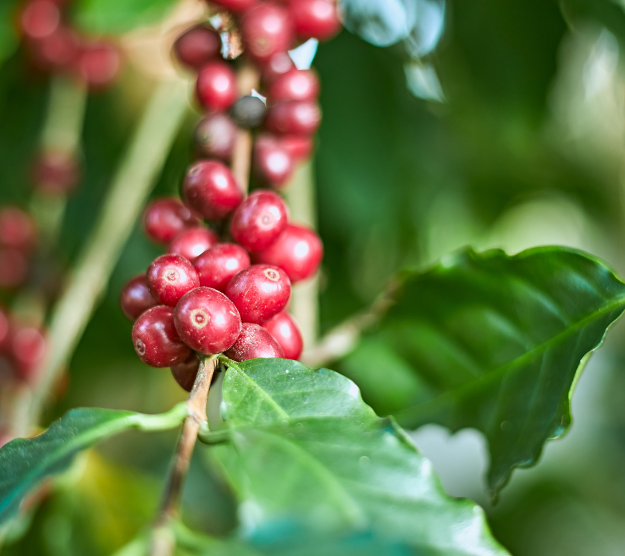 Caffe del Mondo photo 4