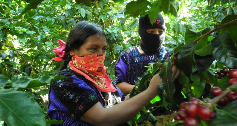 Kaffeekollektiv Aroma Zapatista
