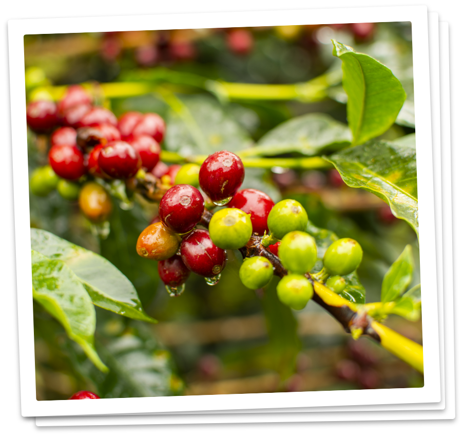 Alpher Coffee