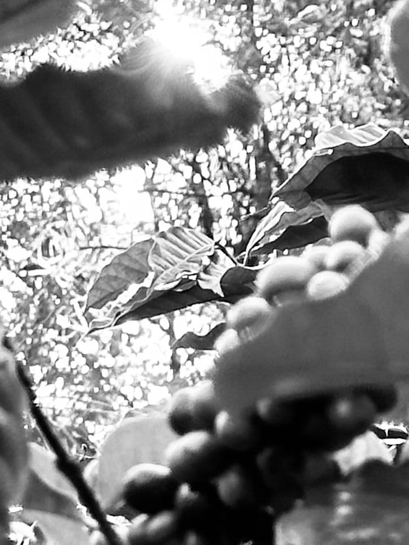 v.kopi roasters photo 3