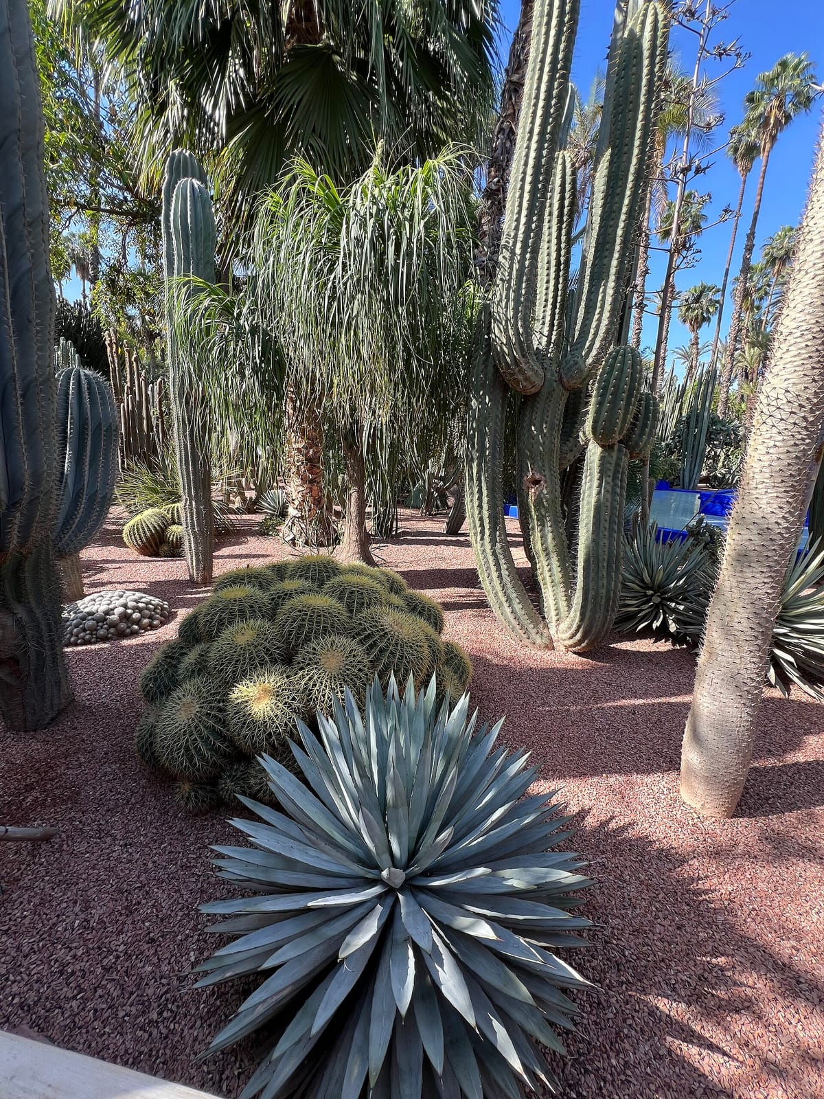 Café Majorelle photo 2