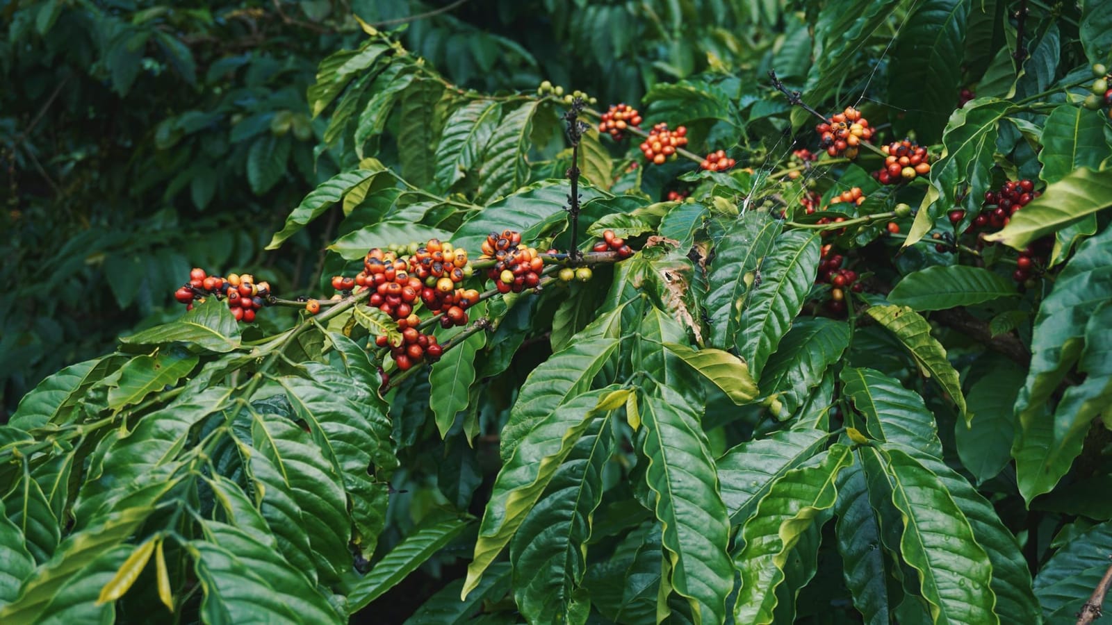Bean Authentic Coffee Roasters photo 3