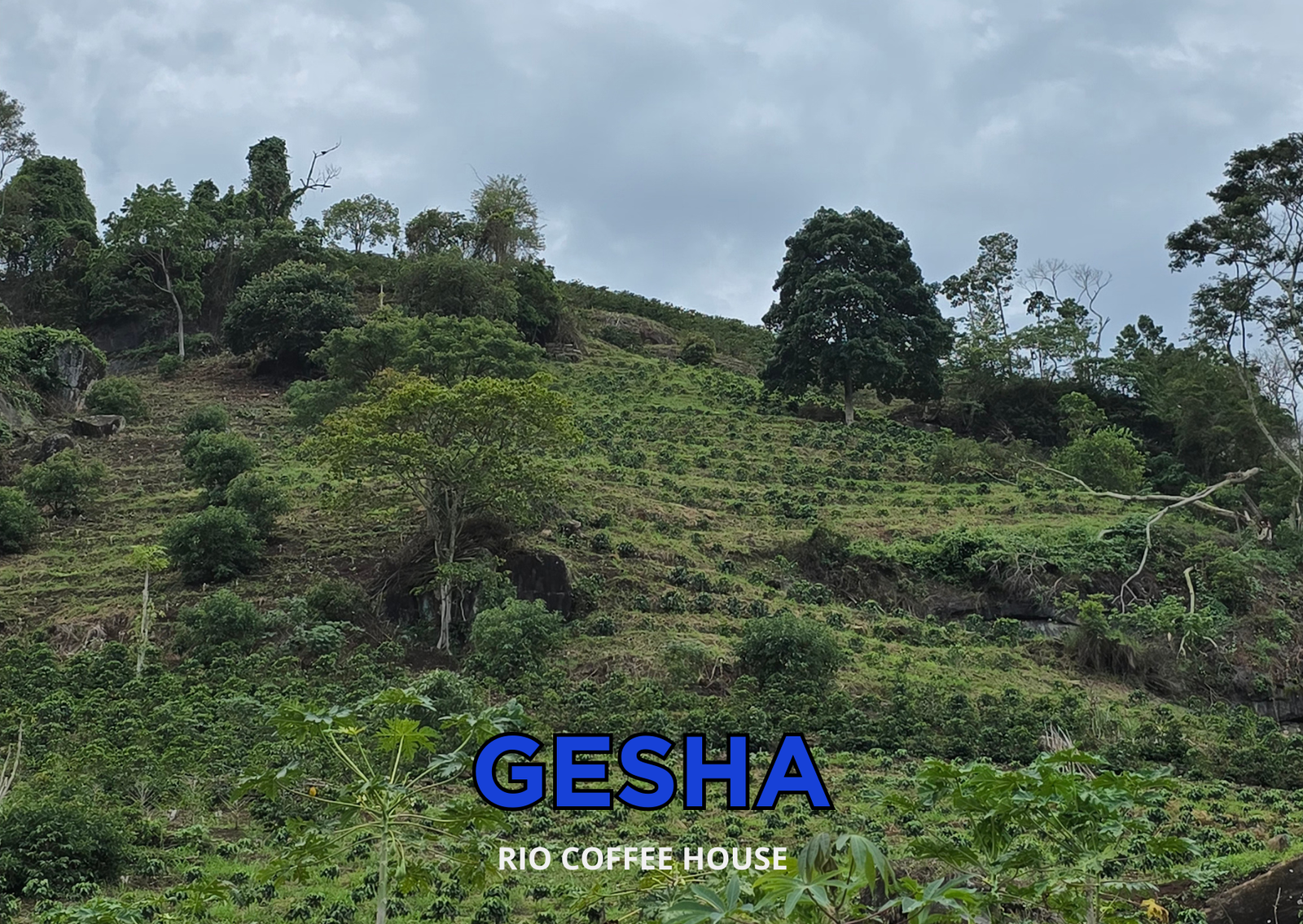 Rio Coffee House photo 8