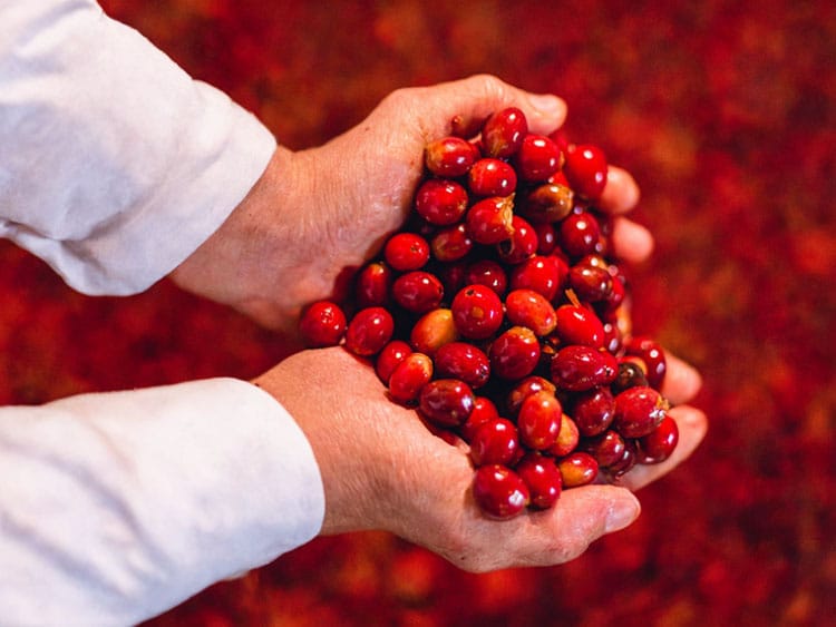 台中咖啡友樂YL Speciality Coffee Roaster｜北屯自家烘焙咖啡店｜水湳咖啡豆專賣店｜藝伎咖啡豆濾掛式咖啡供應｜綠美圖附近咖啡廳｜中央公園附近咖啡館｜停車友善 photo 3