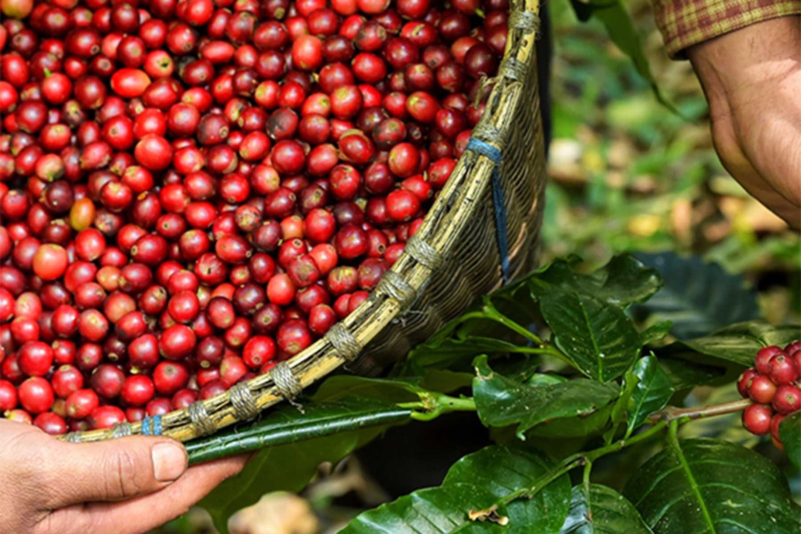 Libertario Coffee Roasters India photo 4