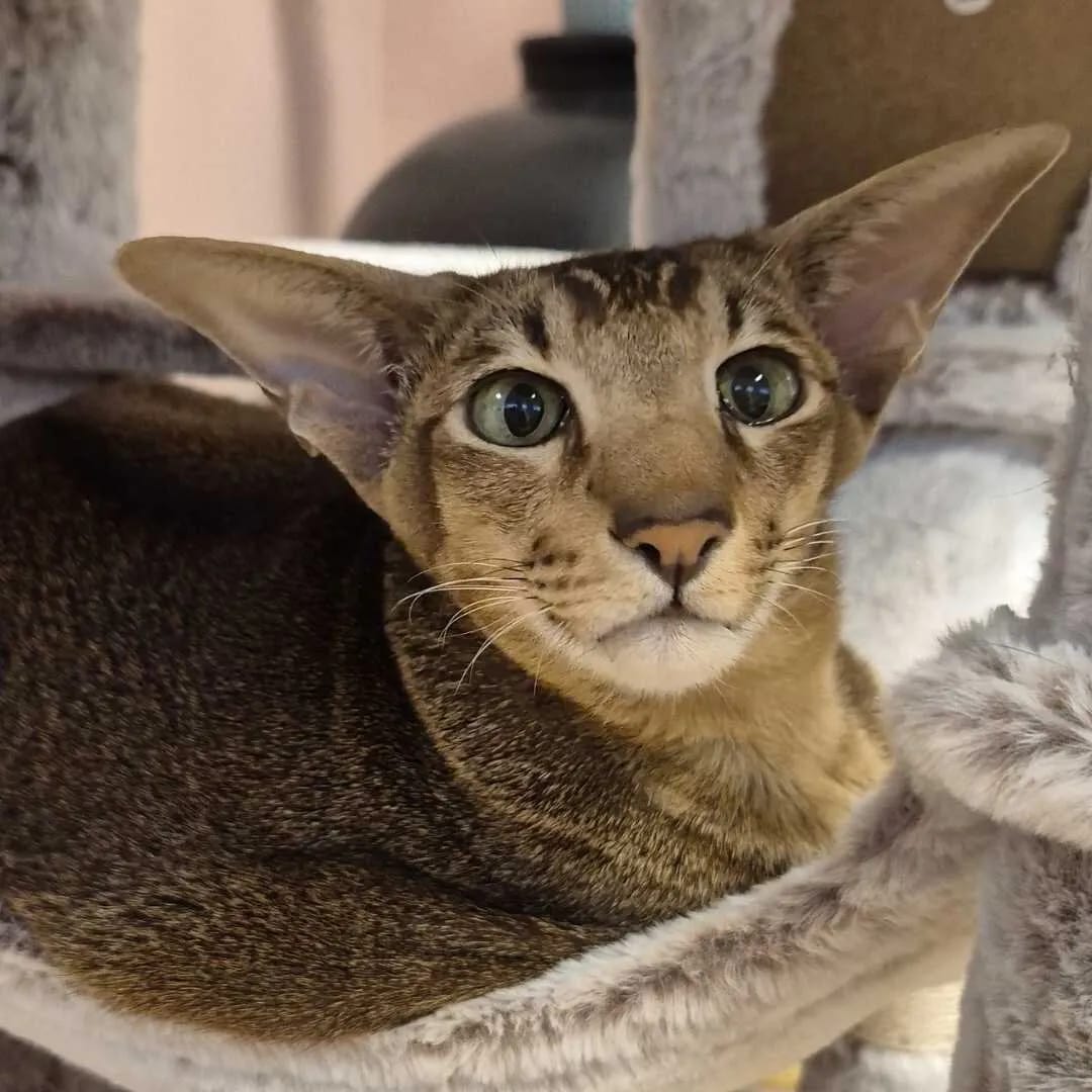 Purrfect Café photo 8