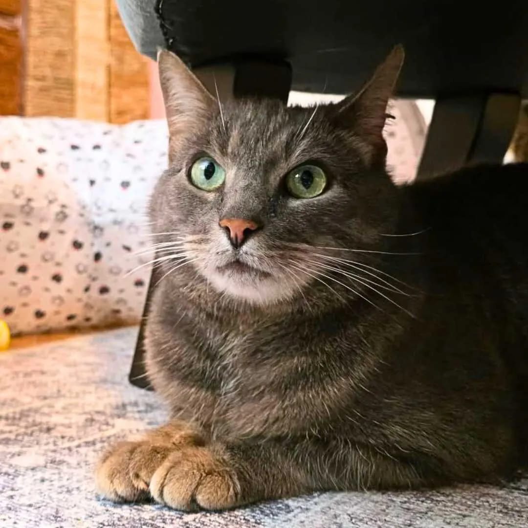 Purrfect Café photo 9
