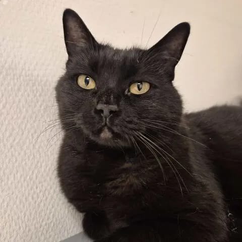 Purrfect Café photo 5