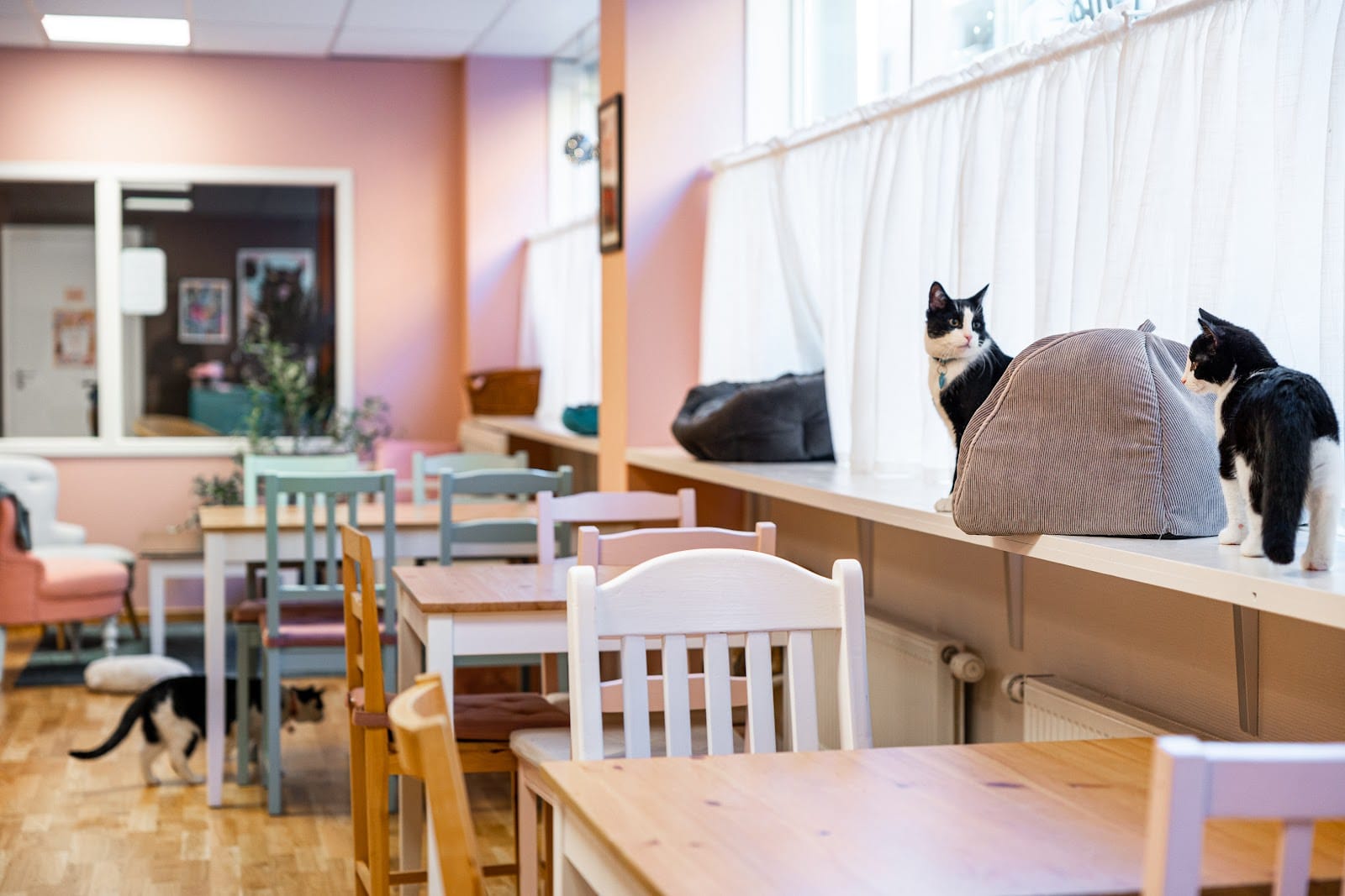 Purrfect Café