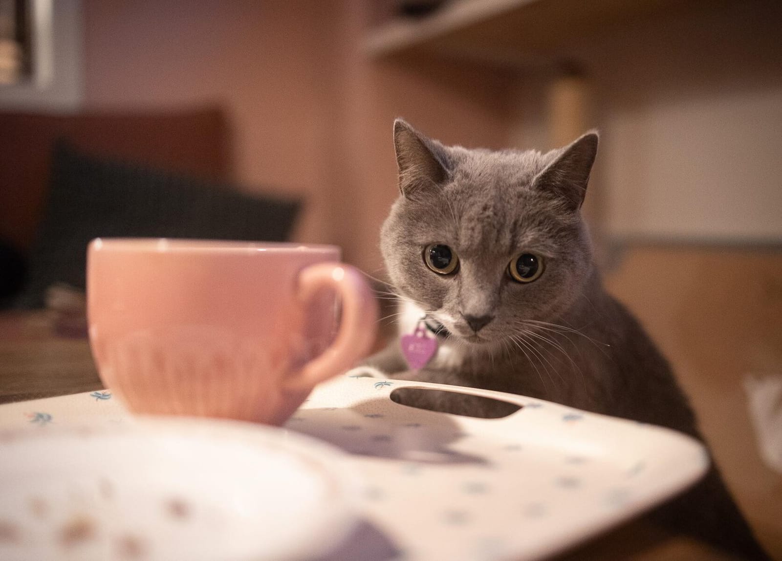 Purrfect Café photo 2