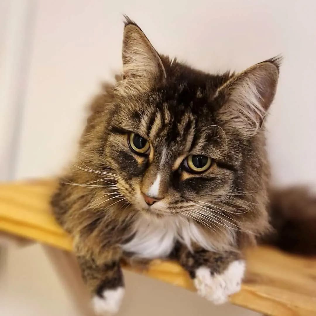 Purrfect Café photo 6