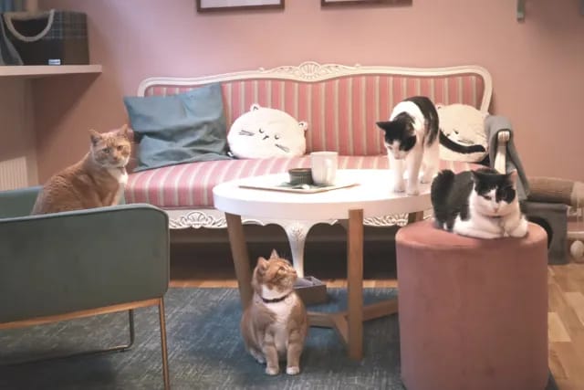 Purrfect Café photo 3